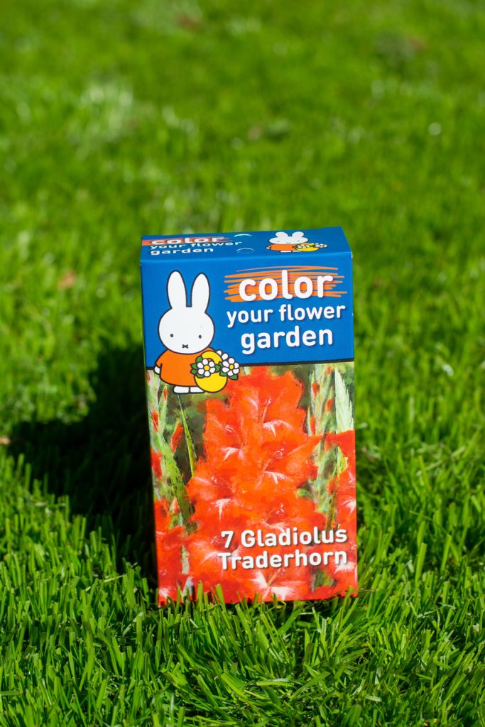 Gladiolus Traderhorn Flowerbulbs Miffy heritage box