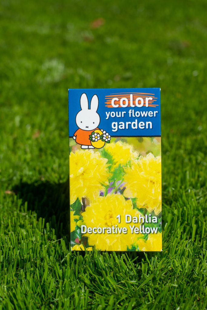 Dahlia Yellow Flowerbulbs Miffy heritage box