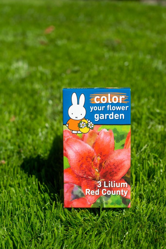 Lilium Red County Flowerbulbs Miffy heritage box
