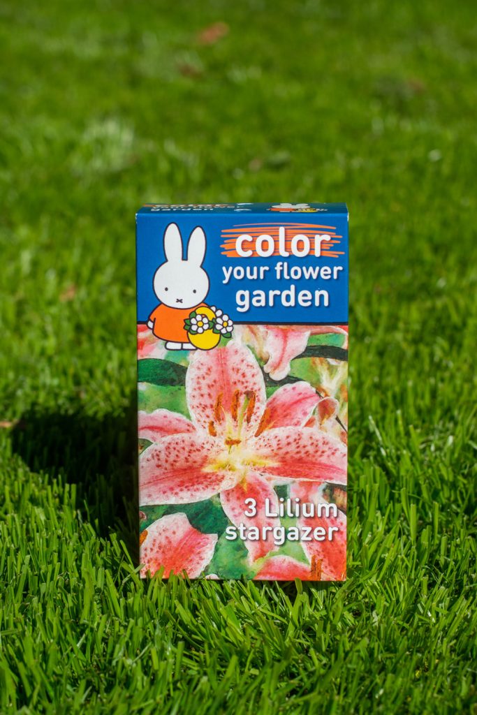 Lilium Stargazer Flowerbulbs miffy heritage box