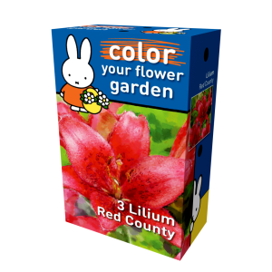Lilium Red County flower bulbs