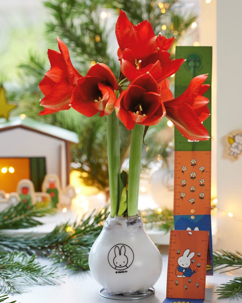 Wax Amaryllis Christmas flower