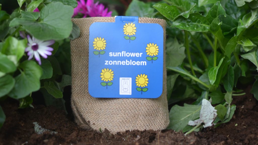 Miffy sunflower bag grow your own sunflower