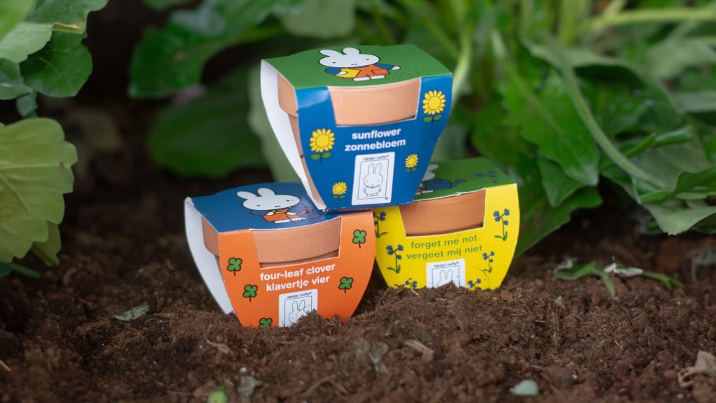 Miffy grow your own sunflower, four leaf clover, forget me not small pot plants and flower kit pot small